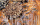 *Pinecone* Größe 40 x 50 cm Leinwand gespachtelt + Tannenzapfen gelb orange hellbraun braun Tannenzapfen gefertigt von Marion Heine Soulous Art
