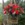 Bambuskörbchen Blumenschaukel Blumenampel Hängekorb Deko rot gefertigt von Marion Heine Soulous Art